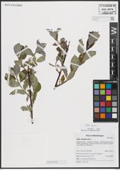 Foto von Salix caprea L.